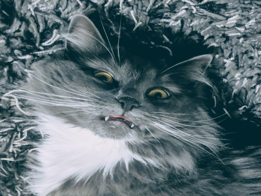 Mookiverse