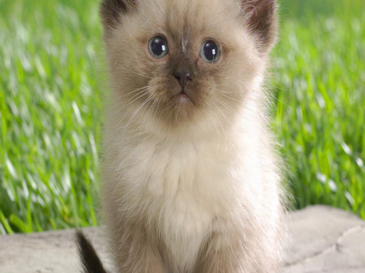 cat store