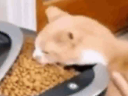Cat World