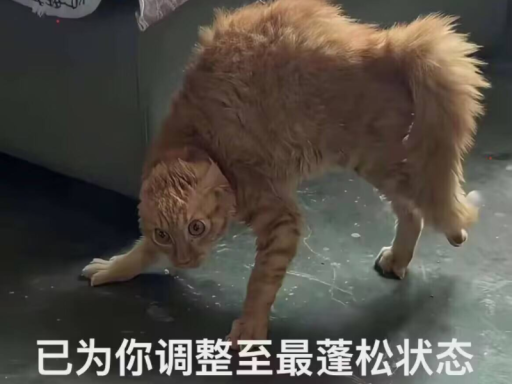 老吴宿舍 - Bad Cat
