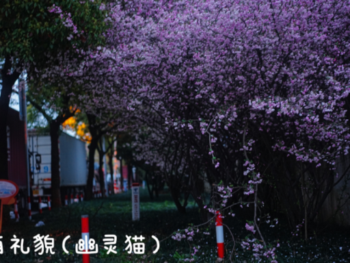 有礼貌小屋