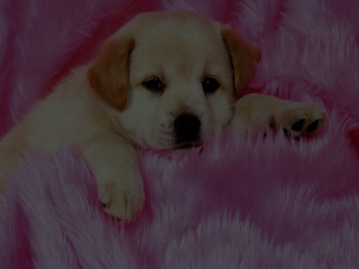 cuddle and chill