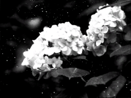 鰓
