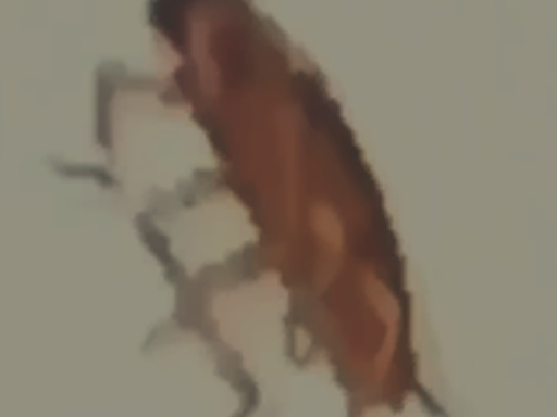 World Of Roach