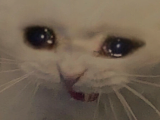 Kitty