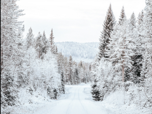 Snowy Forest